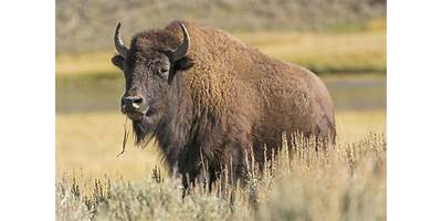 Buffalo schools Wyoming